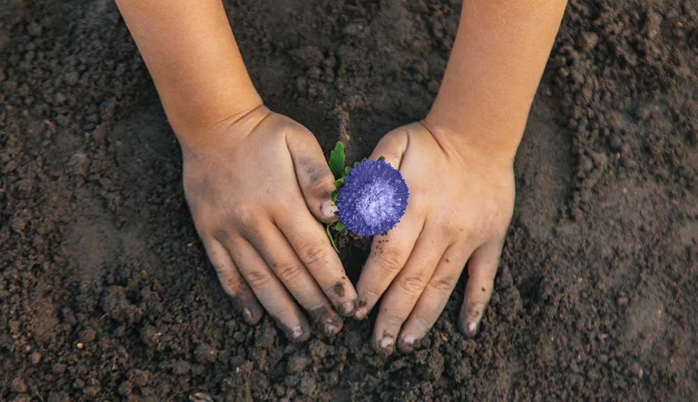 Flower In Dirt