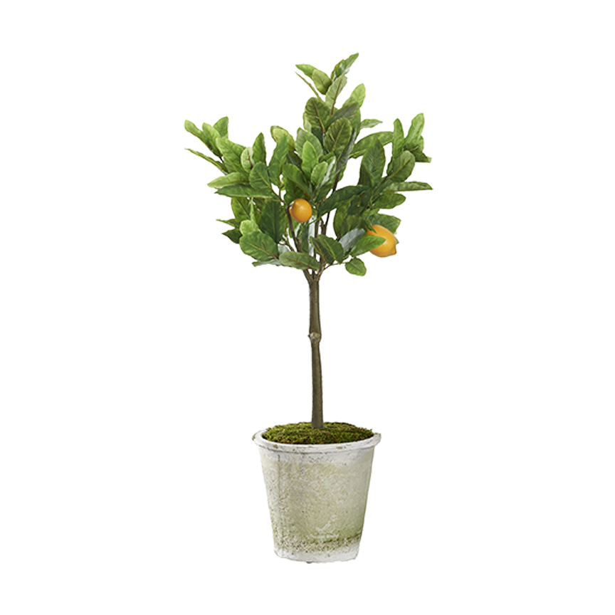 DW Silks Lemon Tree 3.5'