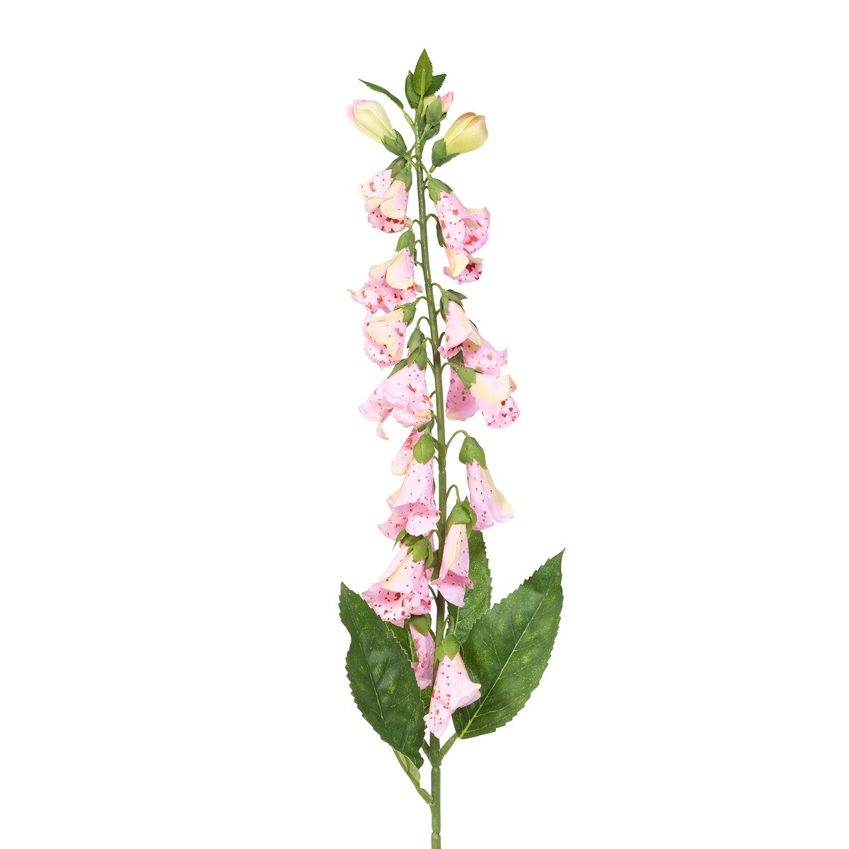 Park Hill English Foxglove